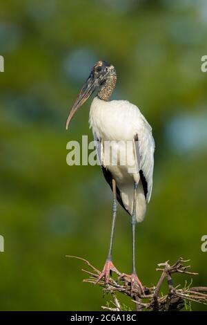 Wood Stork (Mycteria americana) nella contea di Palm Beach, Florida, Stati Uniti. Foto Stock