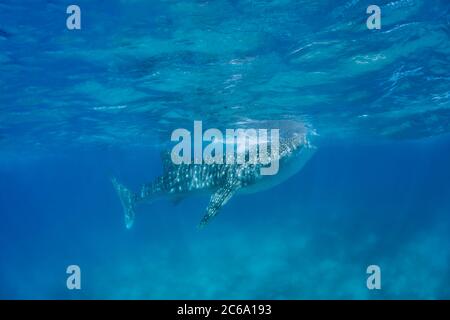 Un squalo balena, Rhiniodon typus, con la bocca aperta, l'alimentazione del filtro in corrispondenza della superficie, Filippine. Questo è il mondo più grande specie di pesci. Foto Stock