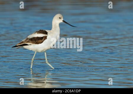 Adulto maschio americano Avocet (Recurvirostra americana) in piumaggio non-riproduttore a Riverside Co., California, USA. In piedi in una palude d'acqua dolce durante Foto Stock