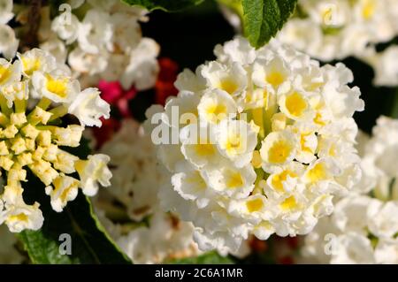 Bianco con centro giallo Lantana camara fiori con odore tutti frutti e noto per essere tossico per il bestiame Foto Stock