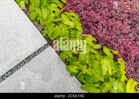 Passerella in giardino. Percorso che conduce attraverso un giardino dalla vista dall'alto Foto Stock