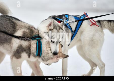 Cani Husky che giocano nella neve. Divertenti cani da slitta siberiana Husky giochi invernali con corteccia e morsi. Comportamento aggressivo degli animali domestici Foto Stock