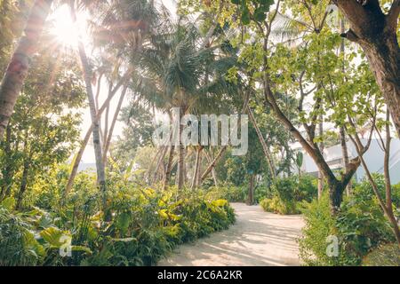 Green palm trees on tropical sandy beach. Panoramic palm trees tropical background Foto Stock