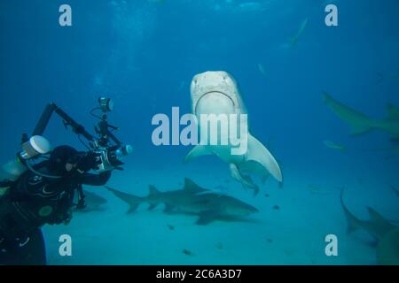 Il fotografo (MR) si allinea su uno squalo tigre, Galeocerdo cuvier, attratto con esca per essere fotografato, Bahamas, Oceano Atlantico. Foto Stock