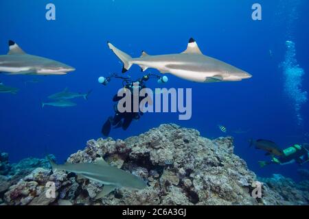 Un fotografo subacqueo (MR) prende lo scopo di blacktip, Carcharhinus melanopterus, e squali barriera grigia, Carcharhinus amblyrhynchos, al largo dell'isola di Foto Stock