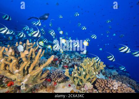 Corallo antler, pesce baldaro e pesce farfalla piramidale riempiono questa scena di barriera corallina profonda insieme a un subacqueo (MR), Hawaii. Foto Stock