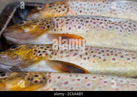 Trota marrone catturata in lacca di Orkney Foto Stock