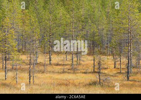 Foresta di taiga nel nord della Finlandia. Foto Stock