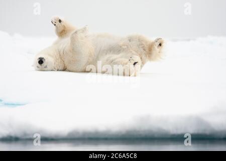 Orso polare (Ursus maritimus) rotolando nella neve Foto Stock