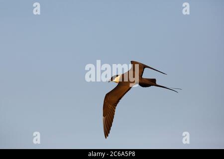 Skua (Stercorarius longicaudus) a coda lunga in volo sulla tundra artica del delta dell'Indigirka in Russia. Chiamate in volo. Foto Stock