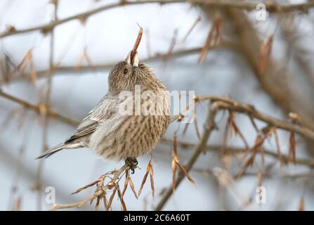 Wintering Grande Rosefinch (Carpodacus rubicilla kobldenis) arroccato in un albero intorno al Lago Baikal in Russia. Mangiare un seme grande. Foto Stock