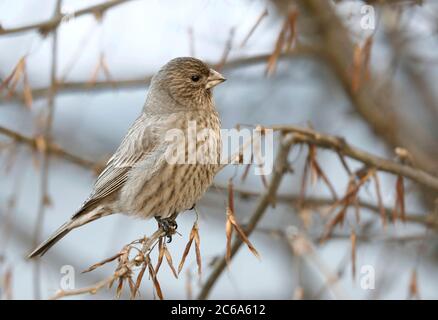 Wintering Grande Rosefinch (Carpodacus rubicilla kobldenis) arroccato in un albero intorno al Lago Baikal in Russia. Foto Stock