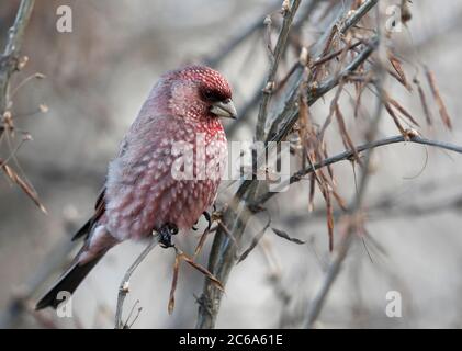 Wintering maschio Grande Rosefinch (Carpodacus rubicilla kobdensis) arroccato in un albero intorno al Lago Baikal in Russia. Foto Stock