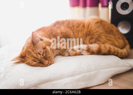 Il gatto rosso adulto dorme dolcemente su un cuscino morbido Foto Stock