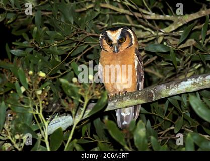 Gufo (Aegolius harrisii) arroccato in un albero nella foresta pluviale dell'Ecuador durante la notte. Foto Stock