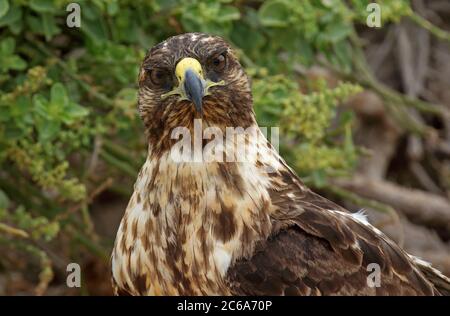 Galapagos Hawk (Buteo galapagoensis) sulle isole Galapagos, Ecuador. Fissare la fotocamera. Foto Stock