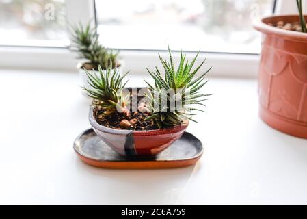 Impianto di Haworthia in un vaso marrone vicino alla finestra. Casa piante su un davanzale bianco con luce naturale. Interni e design della camera. Foto Stock