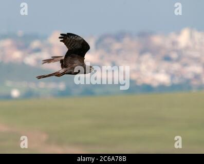 Dark immature maschio Harrier di Montagu (Circus pygargus) in volo sopra il paesaggio rurale in Spagna. Foto Stock