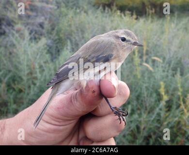 Chiffchaff orientale (Phylloscopus sidianus), conosciuto anche come montagna Chiffchaff, in India durante l'inverno. Catturato e fotografato in mano. Foto Stock