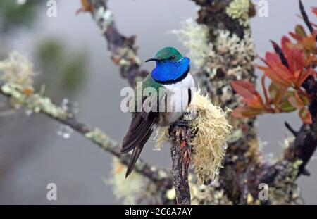 Hillstar (Oreotrocillus cyanolaemus), un adulto con una gola blu, nelle Ande sudoccidentali in Ecuador. Scoperto recentemente come in 2018 ed altamente messo in pericolo. Foto Stock