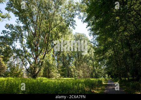 Foresta di pianura alluvionale sul fiume Reno a Rodenkirchen-Weiss, Colonia, Germania. Auxiesen im Weisser Rheinbogen in Nordenkirchen-Weiss, Koeln, Deutschlan Foto Stock