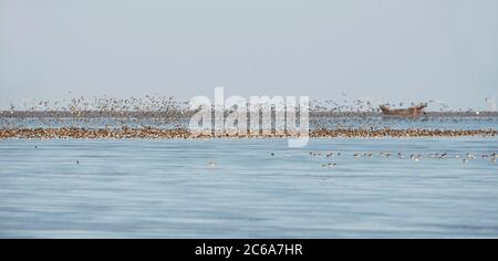 Gregge di Shorebirds che riposano in acque poco profonde sulla costa orientale della Cina. A causa della marea imminente gli uccelli iniziano a spostarsi in un'altra zona. Foto Stock