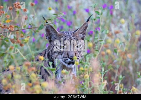 Lince iberica adulta (Lynx pardinus) ad Andujar in Spagna. Seduto in campo di fiori selvatici. Foto Stock