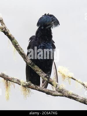 Mostra maschile Amazzonia Umbrellabird (Cephalopterus ornatus) in Amazzonia bassin dell'Ecuador. Appollaiato in alto nella tettoia. Foto Stock