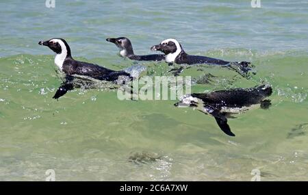 Pinguini africani (Sfeniscus demersus) nuotare nel surf al largo della costa sudafricana vicino a Città del Capo. Conosciuto anche come Jackass Penguin. Foto Stock