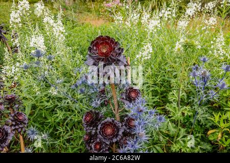 Aeonium arboreum 'Zwartkopf' (Rosa Nera), Aeonium albero, un alto succulente con steli ramificati e foglie di rosetta nera che crescono in un confine estivo Foto Stock