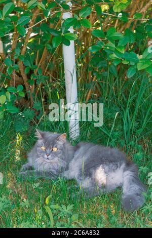 Un gatto grigio soffice si trova sull'erba sotto un Bush verde in estate Foto Stock