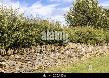 Una siepe biancospino che cresce dietro un muro di pietra a secco tradizionale vicino al villaggio di Cotswold di Guiting Power, Gloucestershire UK Foto Stock