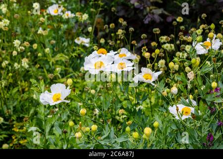 California Tree Poppy, Romneya coulteri, bianco con resistenza gialla, un arbusto fiorito estate in un confine in un giardino nel Sussex occidentale, Inghilterra sudorientale Foto Stock