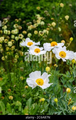 California Tree Poppy, Romneya coulteri, bianco con resistenza gialla, un arbusto fiorito estate in un confine in un giardino nel Sussex occidentale, Inghilterra sudorientale Foto Stock