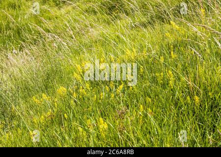 Paglia di rete della signora (verum di Galium) che fiorente in erba lunga su una collina che domina la valle del fiume Windrush vicino al villaggio di Cotswold di Naunton Foto Stock