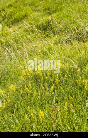 Paglia di rete della signora (verum di Galium) che fiorente in erba lunga su una collina che domina la valle del fiume Windrush vicino al villaggio di Cotswold di Naunton Foto Stock