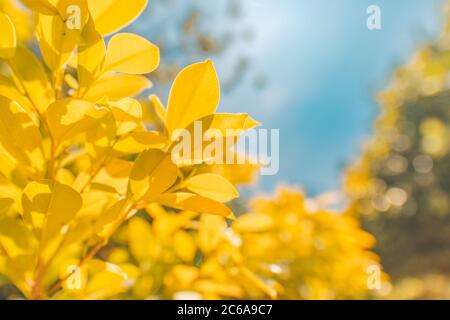 In autunno il faggio foglie decorare una bella natura sfondo bokeh di fondo con la foresta terreno, ampio formato panorama Foto Stock