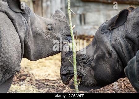 Edimburgo, Regno Unito. Mar 7 Giugno 2020. Un rinoceronte più grande (rinoceronte unicornis) allo Zoo di Edimburgo, Scozia, Regno Unito. Sono anche conosciuti come rinoceronte indiano o grande rinoceronte indiano. Foto Stock