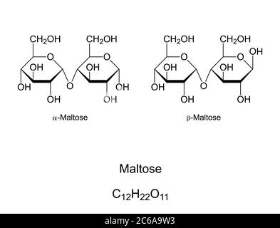 Maltosio, zucchero di malto, struttura chimica. Maltobiose, un disaccaride formato da 2 unità di glucosio. Componente del malto. Foto Stock