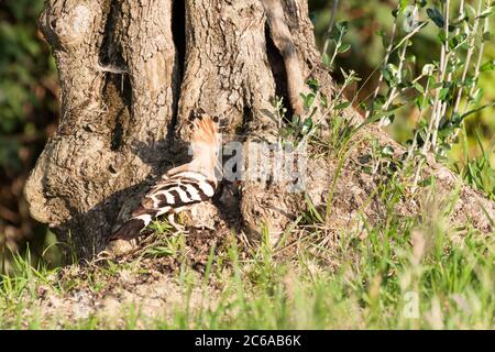 wildlife. hoopoe che alimenta i suoi giovani nel nido Foto Stock