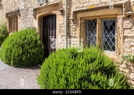 Due grandi cespugli di rosmarino che crescono fuori dalla porta anteriore di Rosemary Cottage nel villaggio di Cotswold di Swell inferiore, Gloucestershire UK Foto Stock