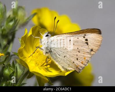 Ritratto di una farfalla di rame porpora, Lycaena helloides, su un fiore selvatico nelle montagne Ochoco vicino al Lookout Mountain Trail, nell'Oregon centrale Foto Stock