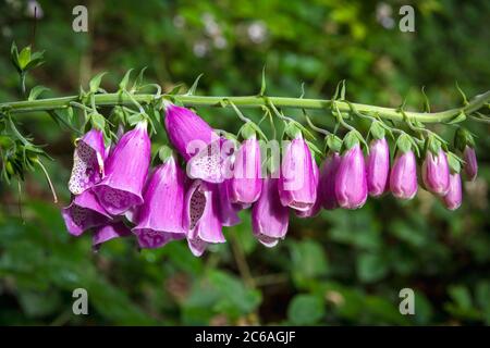 Foxglove, Digiitalis purea, fioritura in estate boschi Regno Unito Foto Stock