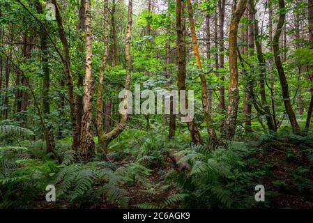 Betulla e faggio in estate bosco, Blidworth Woods, Nottinghamshire, Inghilterra, UK Foto Stock