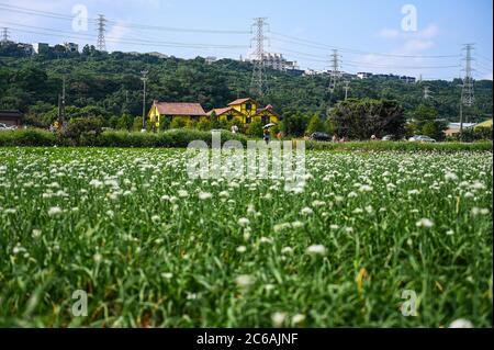 Daxi Chives, Taiwan - 08 SETTEMBRE 2019: Settembre in autunno prima del bel Daxi Chinese Foto Stock