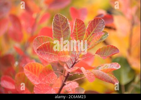 Perueckenstrauch Cotinus coggygria giovane Signora Foto Stock