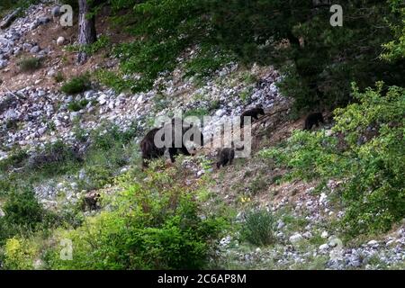 Orso marsicano, una specie tipica dell'Italia centrale. Un orso madre con i suoi cuccioli cammina tra la vegetazione nel suo habitat naturale, nella regione abruzzese Foto Stock