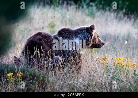 Orso marsicano, una specie tipica dell'Italia centrale. Un orso madre con i suoi cuccioli cammina tra la vegetazione nel suo habitat naturale, nella regione abruzzese Foto Stock