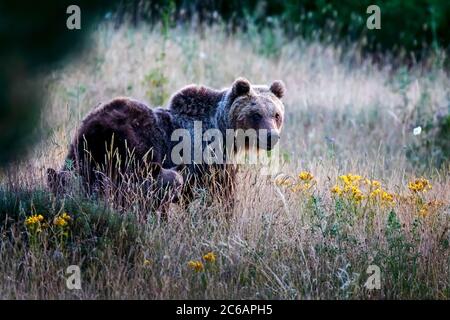 Orso marsicano, una specie tipica dell'Italia centrale. Un orso madre con i suoi cuccioli cammina tra la vegetazione nel suo habitat naturale, nella regione abruzzese Foto Stock