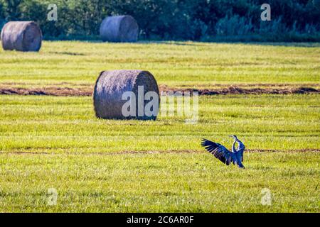 Airone grigio (Ardea cinerea) sul prato Foto Stock